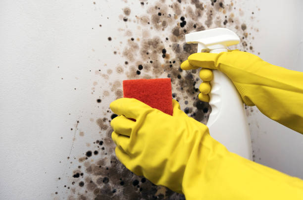 Best Mold Removal Company Near Me  in Broomfield, CO