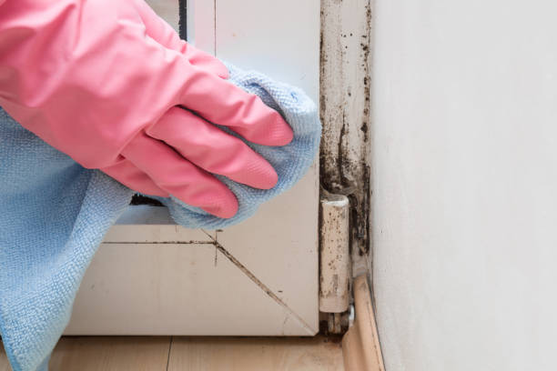 Mold Removal Process in Broomfield, CO